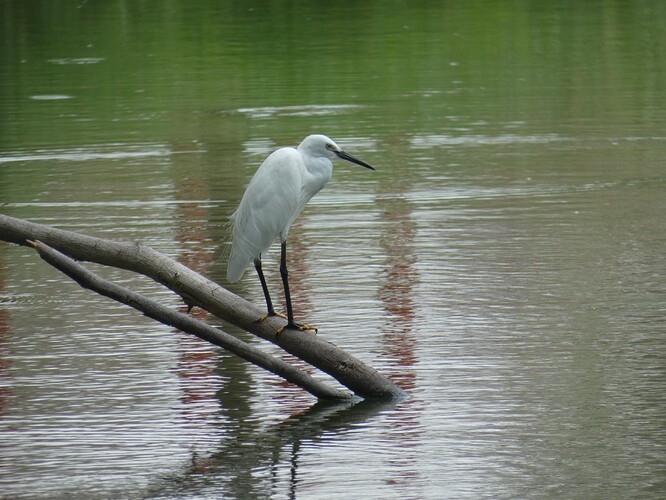 Aigrette garzette