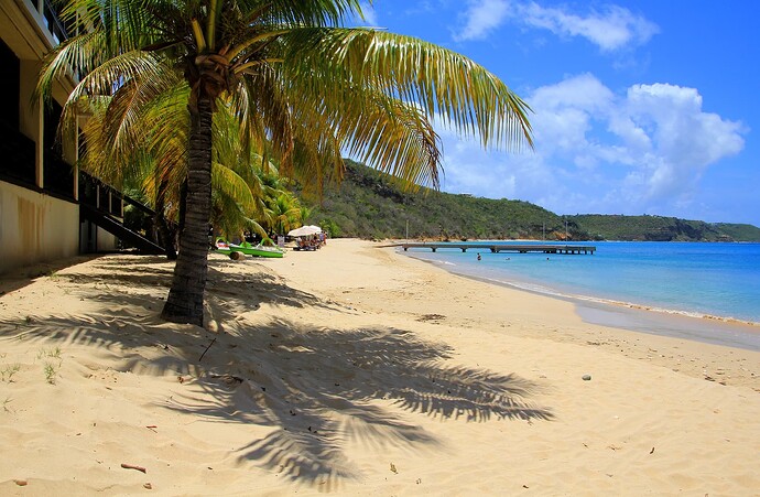 Crocus Plage