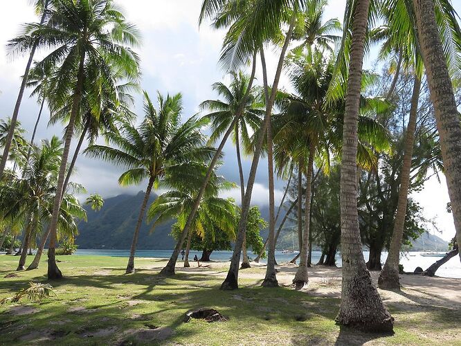 DE RETOUR D'UN MOIS EN POLYNESIE - tontonvin