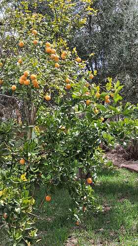 IMG-20260317-WA0006(1)