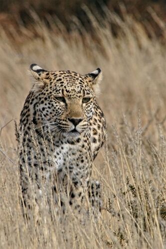 safari dans le Kgalagadi transfrontier park et le kruger national park - marsouin59