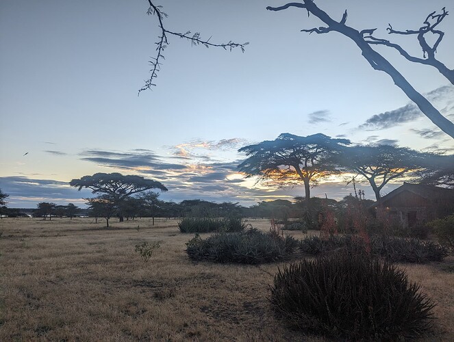 6- 6ème jour matinée au Ndutu, après midi et nuit au Serengeti (2)