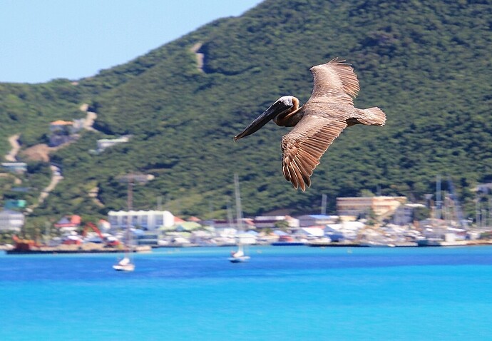 Sint Maarten Pélican