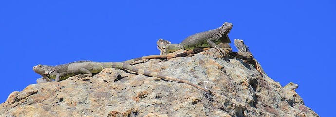 Iguanes perchés