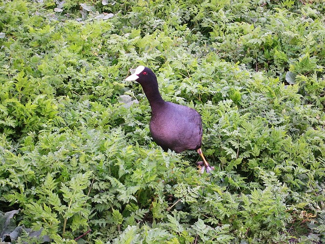 Ecosse 2013 072