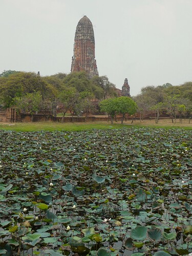 Étang de lotus abîmés par la forte chaleur