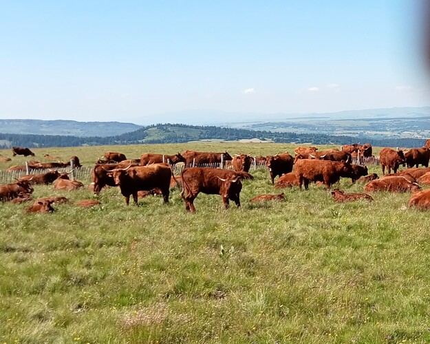 Vaches de Salers en réunion familiale