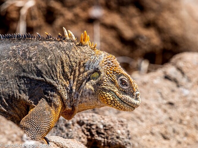 12 jours aux Îles Galápagos en autonomie, c'est vraiment merveilleux! - un-tuk-tuk-pour-deux