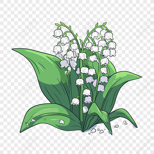 muguet