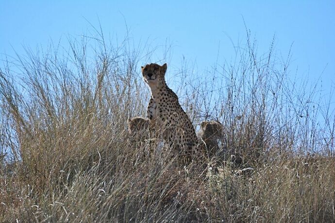 safari dans le Kgalagadi transfrontier park et le kruger national park - marsouin59 safari dans le Kgalagadi transfrontier park et le kruger national park - marsouin59