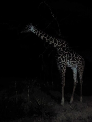5- 5ème jour Réserve du Ndutu et nuit dans le Ndutu 19.06 (219)