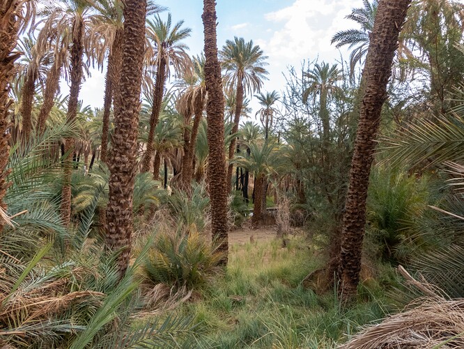 Palmeraie du ksar Adjahil