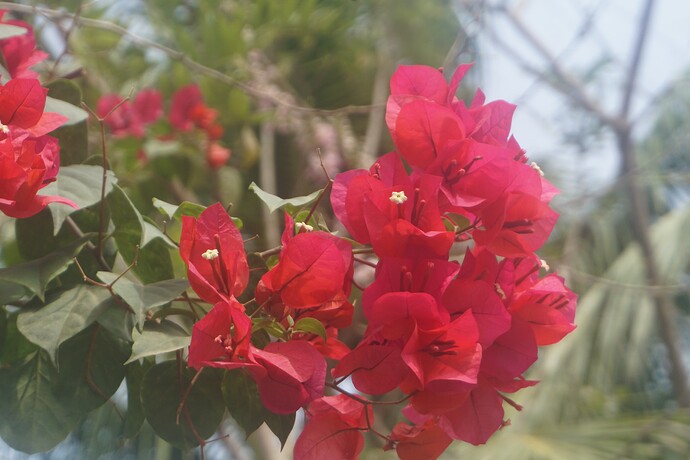 DSC01916