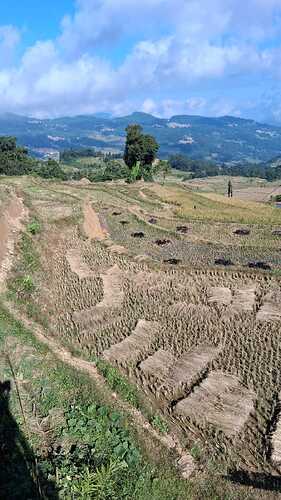 IMG-20251031-WA0013