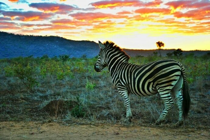 safari dans le Kgalagadi transfrontier park et le kruger national park - marsouin59