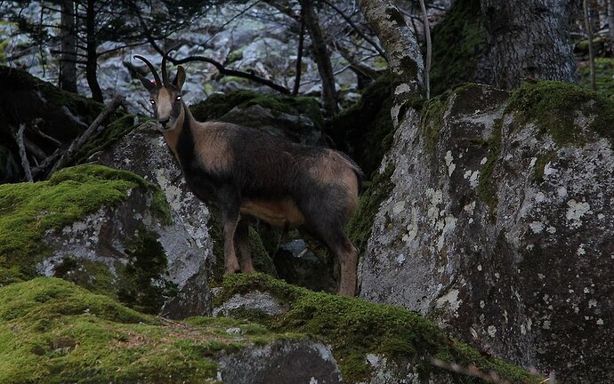 Isard