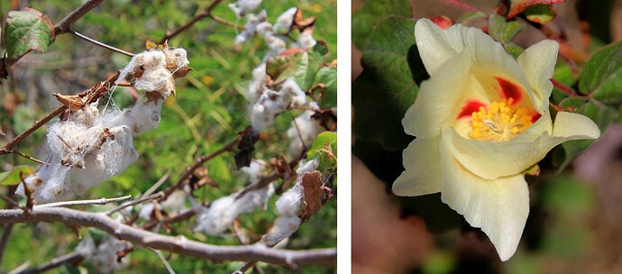 Coton ... aussi en fleur