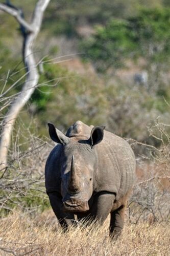 safari dans le Kgalagadi transfrontier park et le kruger national park - marsouin59