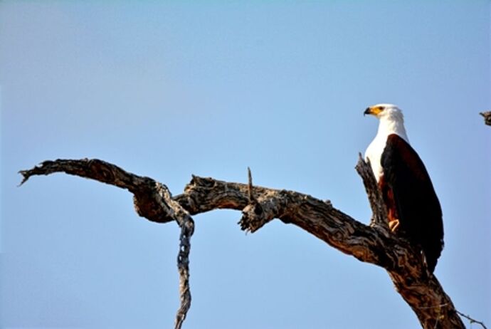 safari dans le Kgalagadi transfrontier park et le kruger national park - marsouin59