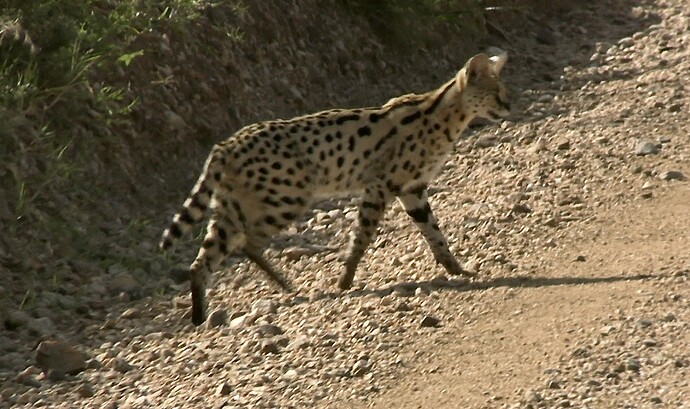 Serval1