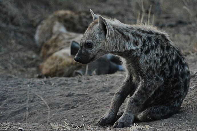 safari dans le Kgalagadi transfrontier park et le kruger national park - marsouin59