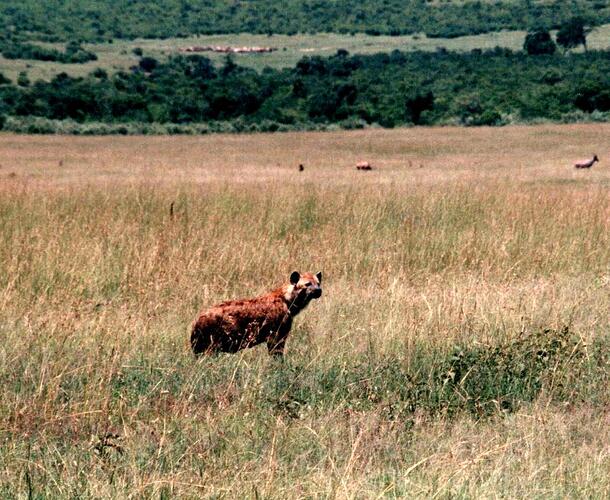 02 MASAI MARA SAFARI 5 03 HYENE GUETTANT SA PROIE