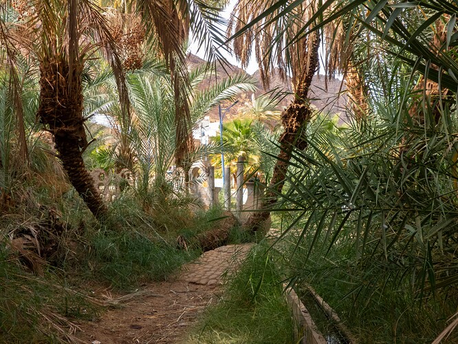 Palmeraie du ksar Adjahil