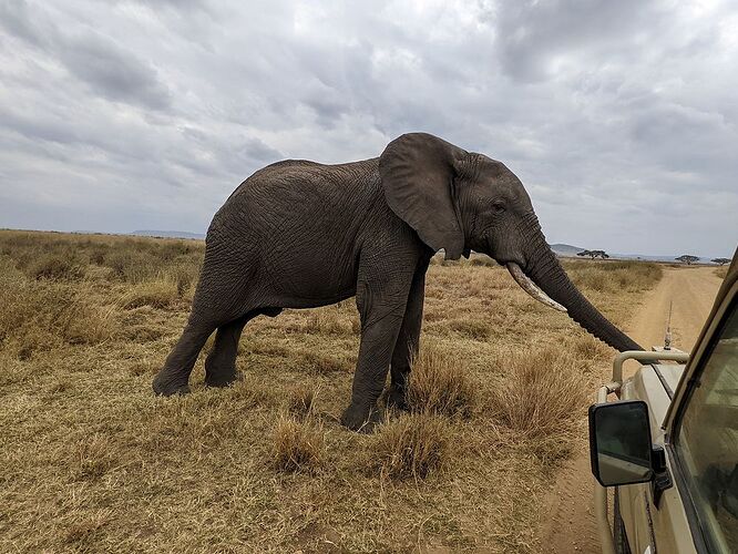 Des vacances inoubliables grâce à CORTO SAFARIS (Kilimandjaro+Safari+Zanzibar) - Morgane-Duphot