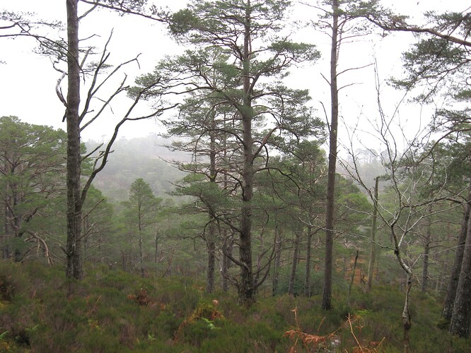 Ecosse (291)