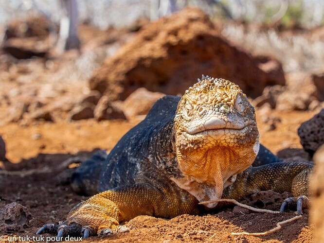 12 jours aux Îles Galápagos en autonomie, c'est vraiment merveilleux! - un-tuk-tuk-pour-deux