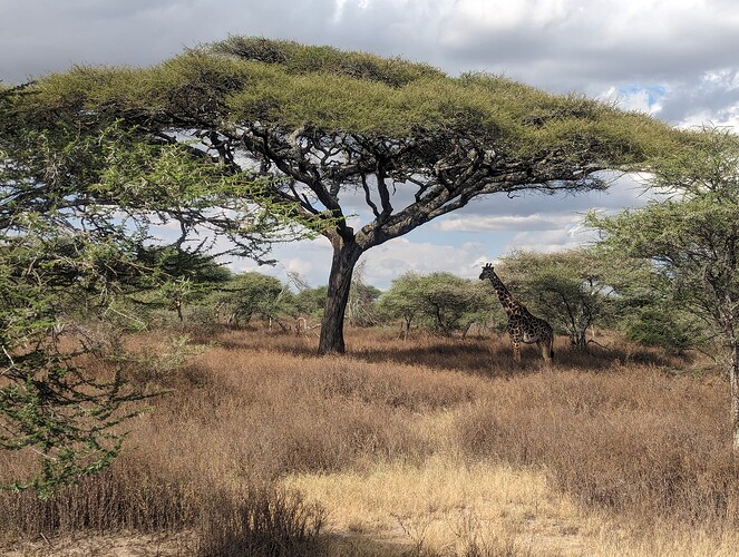 5- 5ème jour Réserve du Ndutu et nuit dans le Ndutu 19.06 (100)