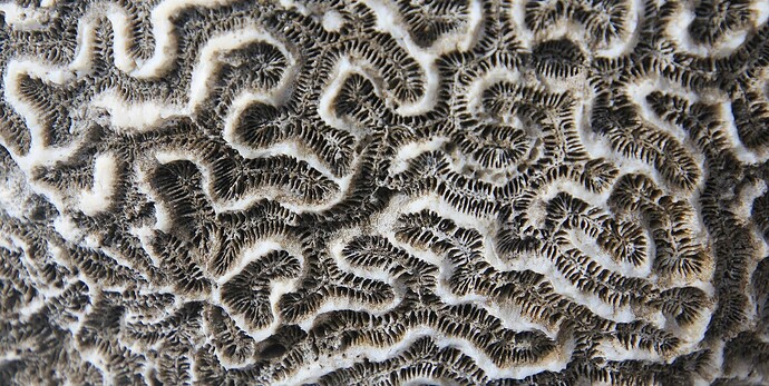 Corail détails