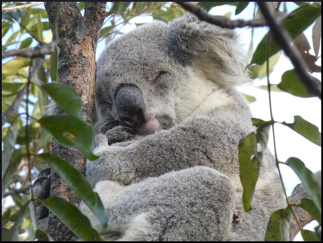 koala