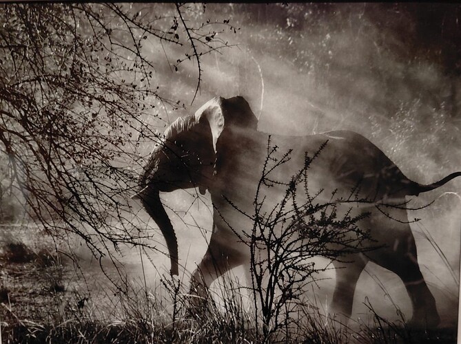 Salgado 04