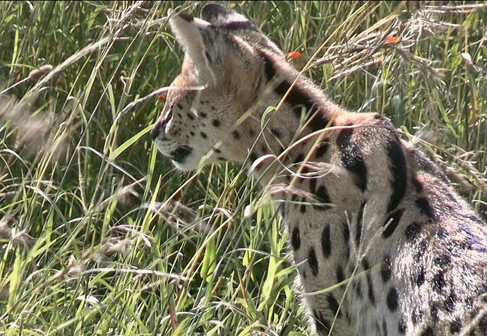 Serval5 2