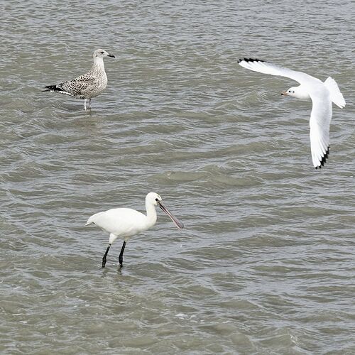 5 jours en Baie de Somme : un séjour très varié autour de Saint-Valéry - La-Corse-a-petits-pas