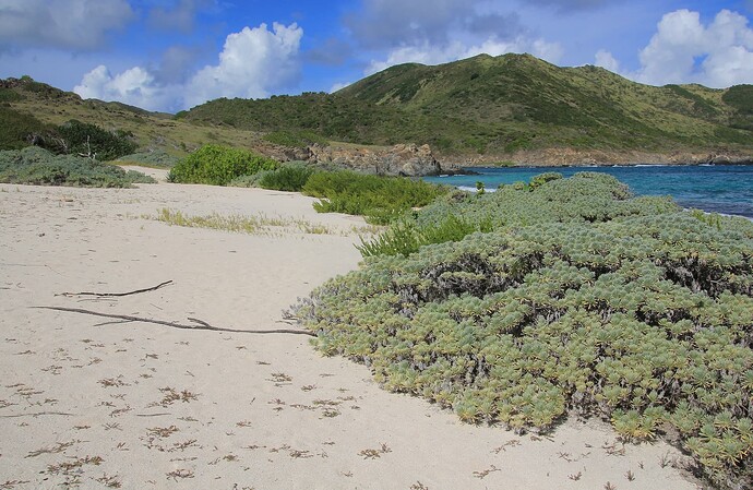 Plage sauvage