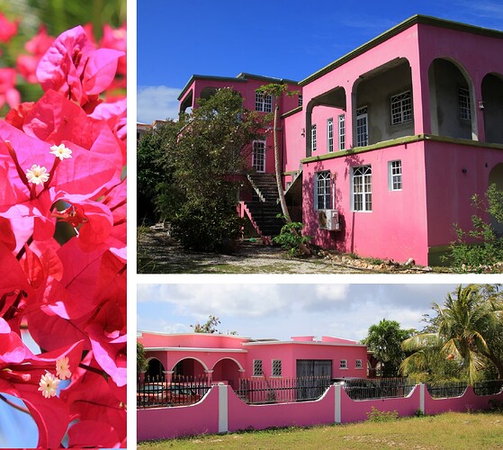 Anguilla House Rose