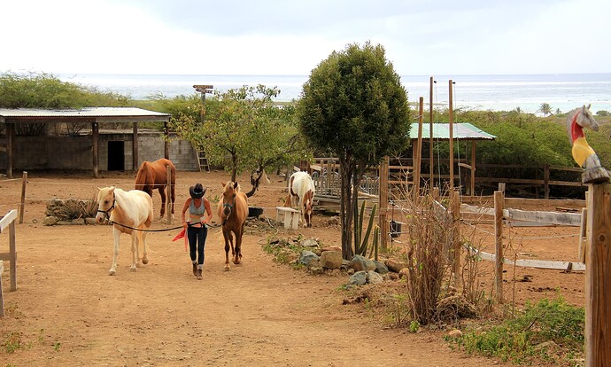 Jessy aux petits soins avec ses chevaux