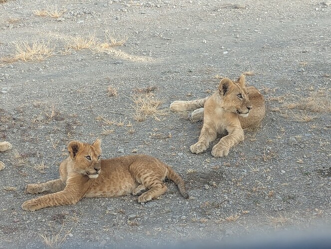 5- 5ème jour Réserve du Ndutu et nuit dans le Ndutu 19.06 (167)