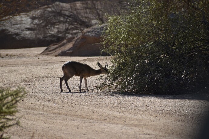 Klipspringer