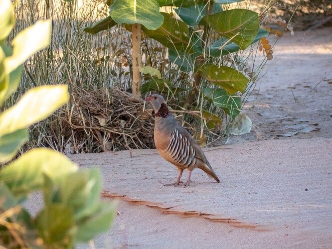 Perdrix gambra