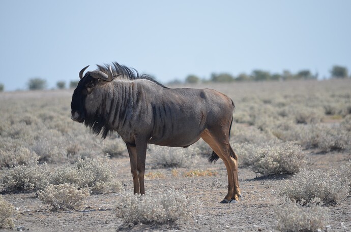 namibie (609)