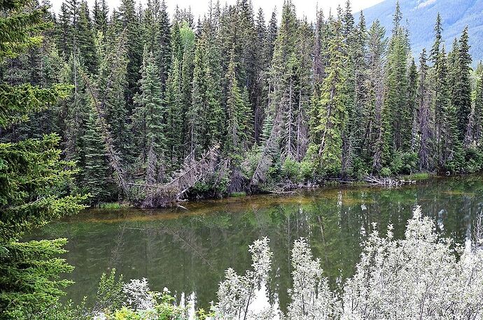 L'Ouest canadien à pleins poumons: épisode 1, les Rocheuses et la chaîne Alberta - fabienne65