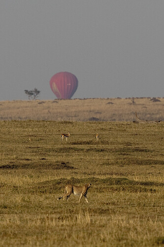 safari-tanzanie-montgolfière-KE090022