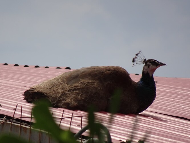 DSC04074_1