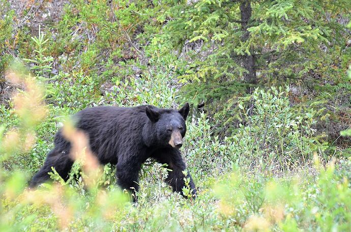 L'Ouest canadien à pleins poumons: épisode 1, les Rocheuses et la chaîne Alberta - fabienne65