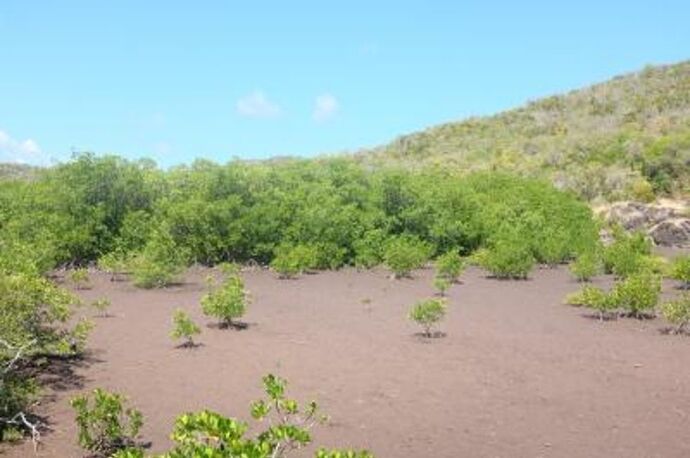 REtour de 10 jours en Martinique du 24 février au 4 mars 2020 - Gini78