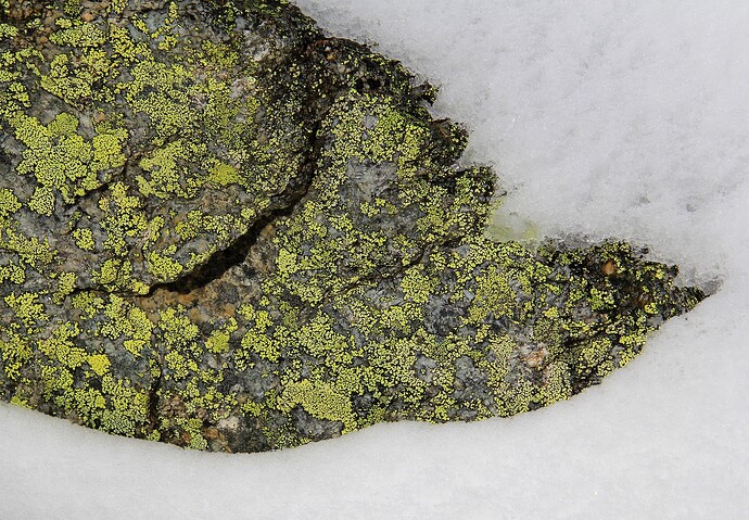 Lichen