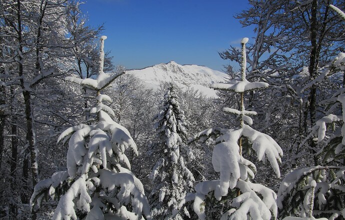 Entre les sapins